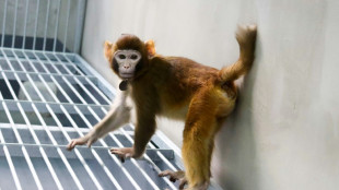 Cientistas chineses conseguem clonar um macaco rhesus