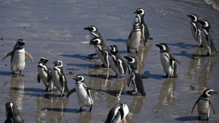 Condenan a un ganadero por la matanza de cientos de pingüinos en Argentina