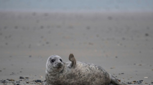 Smartphone-App soll Rettung verlassener Seehundbabys erleichtern 