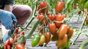 Bastano due geni per ottenere pomodori più grandi e dolci