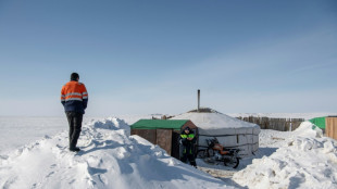 Más de dos millones de cabezas de ganado mueren por el frío extremo en Mongolia