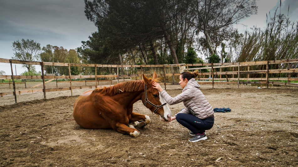 Cavalli e cani come terapia, anche per gestione stress veterani