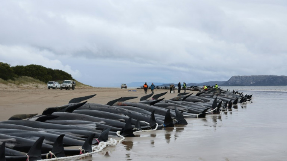 En Australie, les derniers cétacés échoués sur une plage en cours d'évacuation