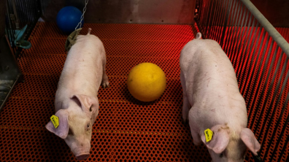 Dans une ferme-laboratoire américaine, des porcs transgéniques élevés pour vendre des reins aux humains